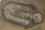 Bubble Nose Actinopeltis Trilobite - Rare Species #312794-1